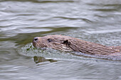  European otter, Lutra lutra, swimming otter, Mecklenburg-Western Pomerania, Germany 