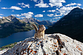  Golden-mantled ground squirrel, Spermophilus lateralis, adult ground squirrel, Waterton Lakes National Park, Alberta, Canada 