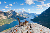  Golden-mantled ground squirrel, Spermophilus lateralis, adult ground squirrel, Waterton Lakes National Park, Alberta, Canada 