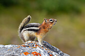  Golden-mantled ground squirrel, Spermophilus lateralis, adult ground squirrel, Alberta, Canada 