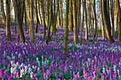  Hollow larkspur, Corydalis cava, flowering, spring, Mecklenburg-Western Pomerania, Germany 