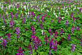  Hollow larkspur, Corydalis cava, flowering, spring, Mecklenburg-Western Pomerania, Germany 