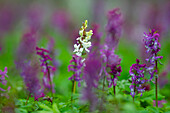  Hollow larkspur, Corydalis cava, flowering, spring, Mecklenburg-Western Pomerania, Germany 