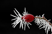  Dog rose, Rosa canina, hoarfrost on the fruit, Schleswig-Holstein, Germany 