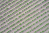  Potato, Solanum tuberosum, field from the air, Lower Saxony, Germany 