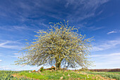  Cherry tree, Prunus avium, flowering tree in spring, Mecklenburg-Vorpommern, Germany 