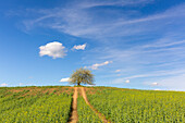  Cherry tree, Prunus avium, flowering tree in spring, Mecklenburg-Vorpommern, Germany 