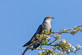  Cuckoo, Cuculus canorus, adult male sitting on a branch, grey color variant, Mecklenburg-Western Pomerania, Germany 