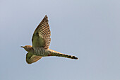  Cuckoo, Cuculus canorus, adult female in flight, brown color variant, Mecklenburg-Western Pomerania, Germany 