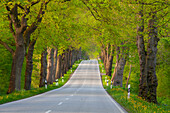  Lindenallee, Tilia sp., Spring, Mecklenburg-Western Pomerania, Germany 