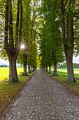  Winderlinde, Tilia cordata, avenue, autumn, Schleswig-Holstein, Germany 