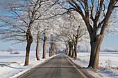  Winderlinde, Tilia cordata, avenue, winter, Schleswig-Holstein, Germany 