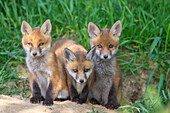  Red fox, Vulpes vulpes, pups at the den, spring, Schleswig-Holstein, Germany 