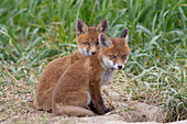  Red fox, Vulpes vulpes, pups at the den, spring, Schleswig-Holstein, Germany 