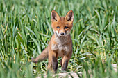  Red fox, Vulpes vulpes, pup, spring, Schleswig-Holstein, Germany 