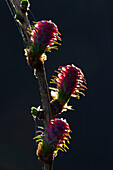  European larch (Larix decidua), female inflorescence, Schleswig-Holstein, Germany 