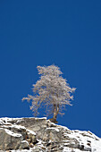  European larch, Larix decidua, single tree in hoarfrost, Gran Paradiso National Park, Italy 