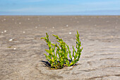  European glasswort, Salicornia europaea, in the mudflats, Wadden Sea National Park, Schleswig-Holstein, Germany 