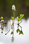  Bogbean, Menyanthes trifoliata, inflorescence, Vaermland, Sweden 