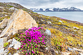  Opposite-leaved saxifrage, Red saxifrage, Saxifraga oppositifolia, flowering plant, Spitsbergen, Norway 