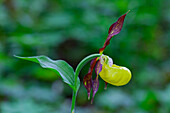  Yellow Lady&#39;s Slipper, Cypripedium calceolus, flower, Vaermland, Sweden 