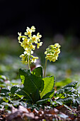  High primrose, forest primrose, Primula elatior, blooming, Schleswig-Holstein, Germany 