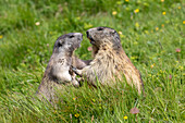  Marmot, Marmota marmota, adult with young, summer, Hohe Tauern National Park, Austria 