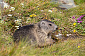  Marmot, Marmota marmota, young animal, summer, Hohe Tauern National Park, Austria 