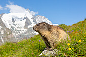 Murmeltier, Marmota marmota, Alttier in Bergwiese, Nationalpark Hohe Tauern, Österreich