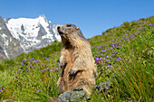 Murmeltier, Marmota marmota, Alttier macht Männchen, Nationalpark Hohe Tauern, Österreich