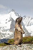  Marmot, Marmota marmota, adult animal on the lookout, Hohe Tauern National Park, Austria 