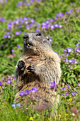  Marmot, Marmota marmota, adult animal on the lookout, Hohe Tauern National Park, Austria 