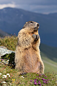  Marmot, Marmota marmota, adult animal on the lookout, Hohe Tauern National Park, Austria 