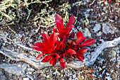  Alpine Bearberry, Arctostaphylos alpina, plant in autumn color, Lapland, Sweden 