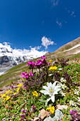  Alpine Edelweiss, Leontopodium nivale, blooming, Hohe Tauern National Park, Carinthia, Austria 