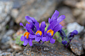  Alpine Toadflax, Linaria alpina, flowering plant, Hohe Tauern National Park, Carinthia, Austria 