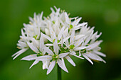  Wild garlic, Allium ursinum, flowering plant, Hainich National Park, Thuerigen, Germany 