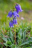  Bearded Bellflower, Campanula barbata, blooming, Hohe Tauern National Park, Carinthia, Austria 