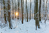  European beech, Fagus sylvatica, beech forest in winter, Schleswig-Holstein, Germany 