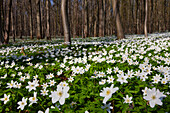  Wood anemone, Anemone nemorosa, blooming, Schleswig-Holstein, Germany 