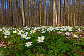  Wood anemone, Anemone nemorosa, blooming, Schleswig-Holstein, Germany 