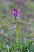  Trident orchid, Orchis tridentata, flowering plant, Thuringia, Germany 