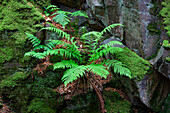  Male fern, Dryopteris filix-mas, Forsakar Nature Reserve, Scania Province, Sweden 