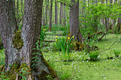  Black alder, Alnus glutinosa, Yellow iris, Iris pseudacorus, Alder swamp forest, Saxony-Anhalt, Germany 