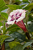 Downy thorn apple, or Angel's trumpet flower. Scientific name: Datura metel.