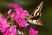 A bedstraw hawkmoth (Hyles galii) sucks nectar from a phlox flower in flight.