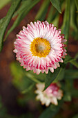 Close up of a pink strawflower (Helichrysum bracteata, or Helichrysum bracteatum) growing in a garden.