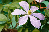 Close up of purple clematis, aka Italian leather flower (Clematis viticella) growing in a garden.