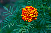 Close up of a French marigold flower (Tagetes patula) growing in a garden.