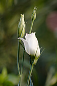 Close up of a White Lisianthus unopened flowers (Eustoma Grandiflorum) growing in a garden.